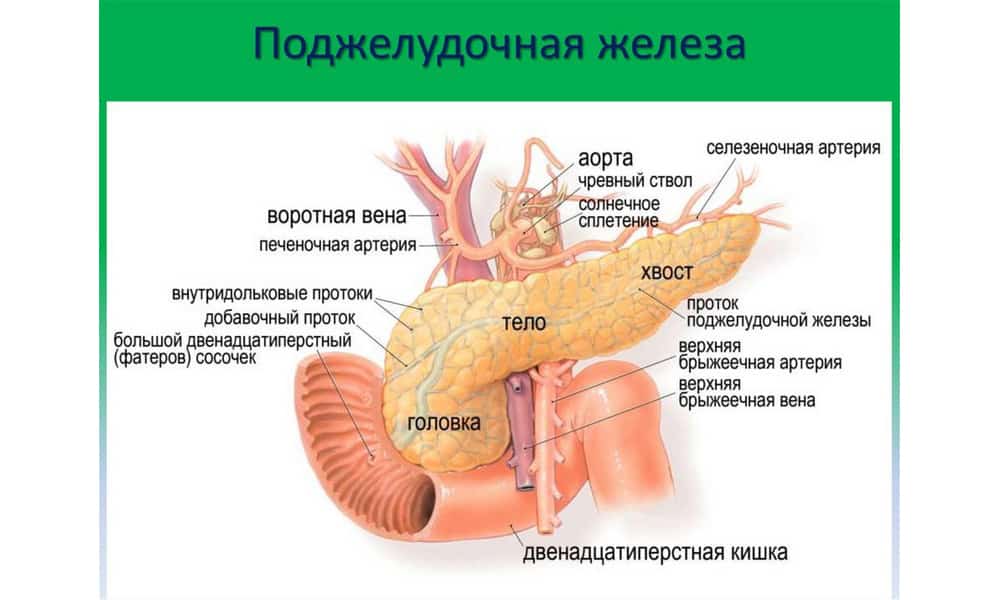 Где У Человека Поджелудочная Железа Фото