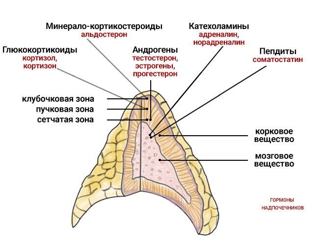 Где Находятся Надпочечники У Человека Фото