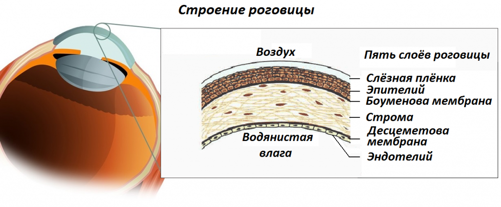 Строение роговицы глаза