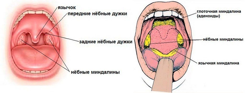 Увула 6 букв. Строение носоглотки миндалины. Строение небной миндалины. Язычковая миндалина строение. Анатомия и строение миндалин и гортани.