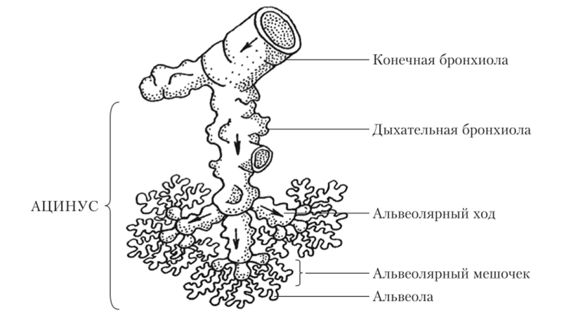 Строение ацинуса легкого