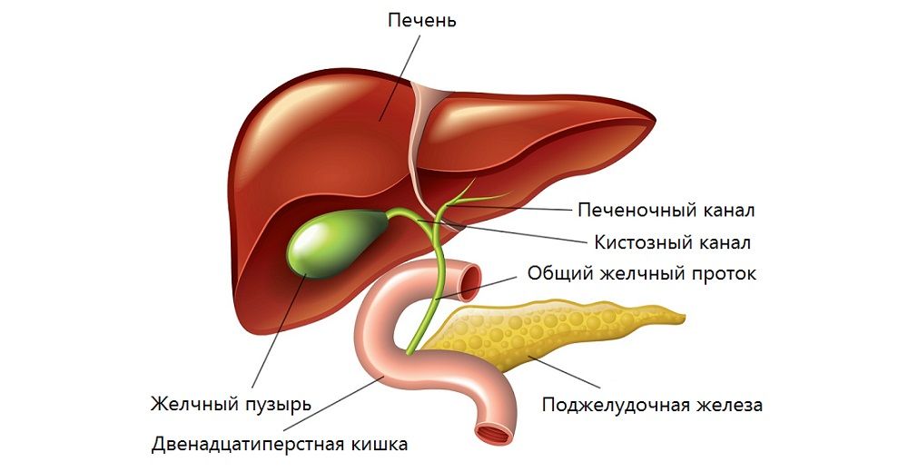 Строение желчевыводящих путей