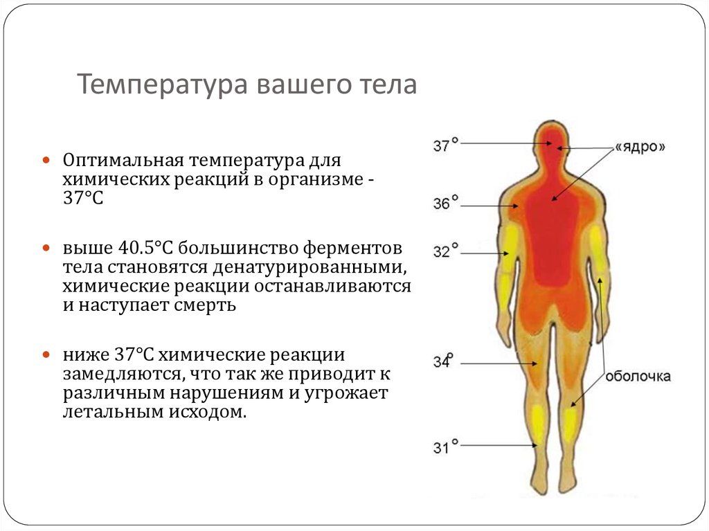 Причины повышающие температуру тела